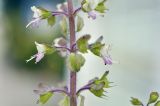 Ocimum tenuiflorum. Часть соцветия. Таиланд, Бангкок, Донмыанг, жилой квартал, у забора, в культуре. 11.09.2023.