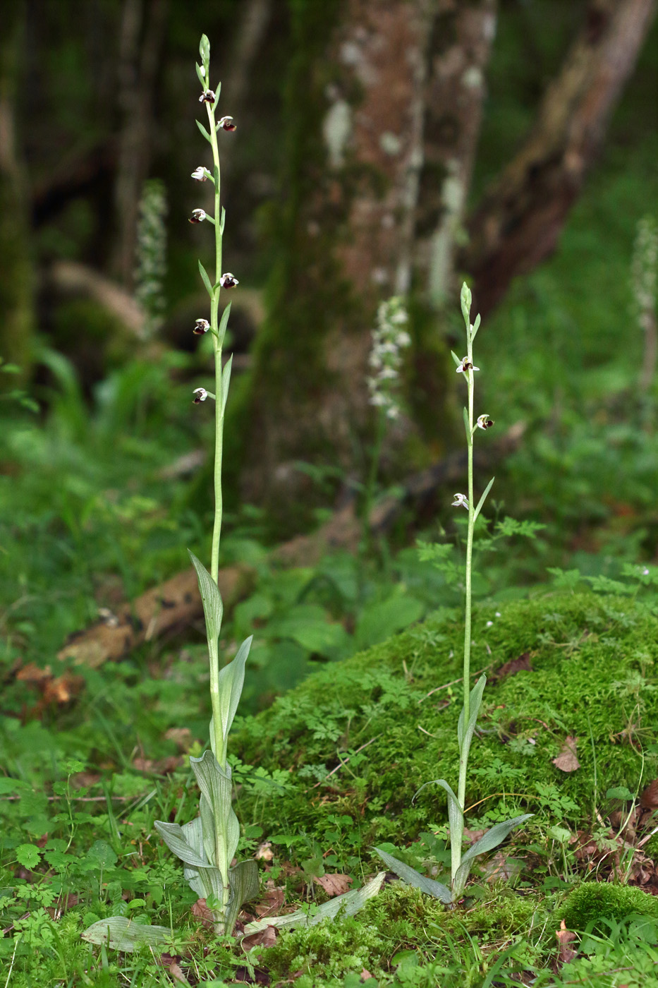 Изображение особи Ophrys oestrifera.