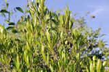 genus Dodonaea