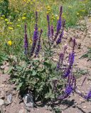 Salvia nemorosa