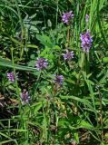 Stachys aspera