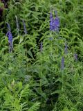 Veronica longifolia. Цветущие растения в сообществе с Vicia и Tanacetum. Красноярский край, Таймырский Долгано-Ненецкий р-н, пос. Хантайское Озеро, влажный луг. 22.07.2023.