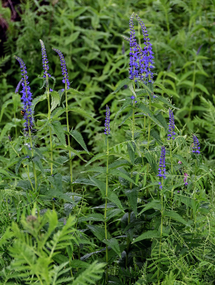 Изображение особи Veronica longifolia.