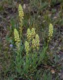 Reseda lutea. Цветущее растение. Армения, обл. Гегаркуник, берег оз. Севан, гора Артаниш, ≈ 2200 м н.у.м., луговой склон. 23.06.2022.