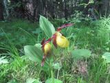 Cypripedium calceolus