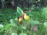 Cypripedium calceolus