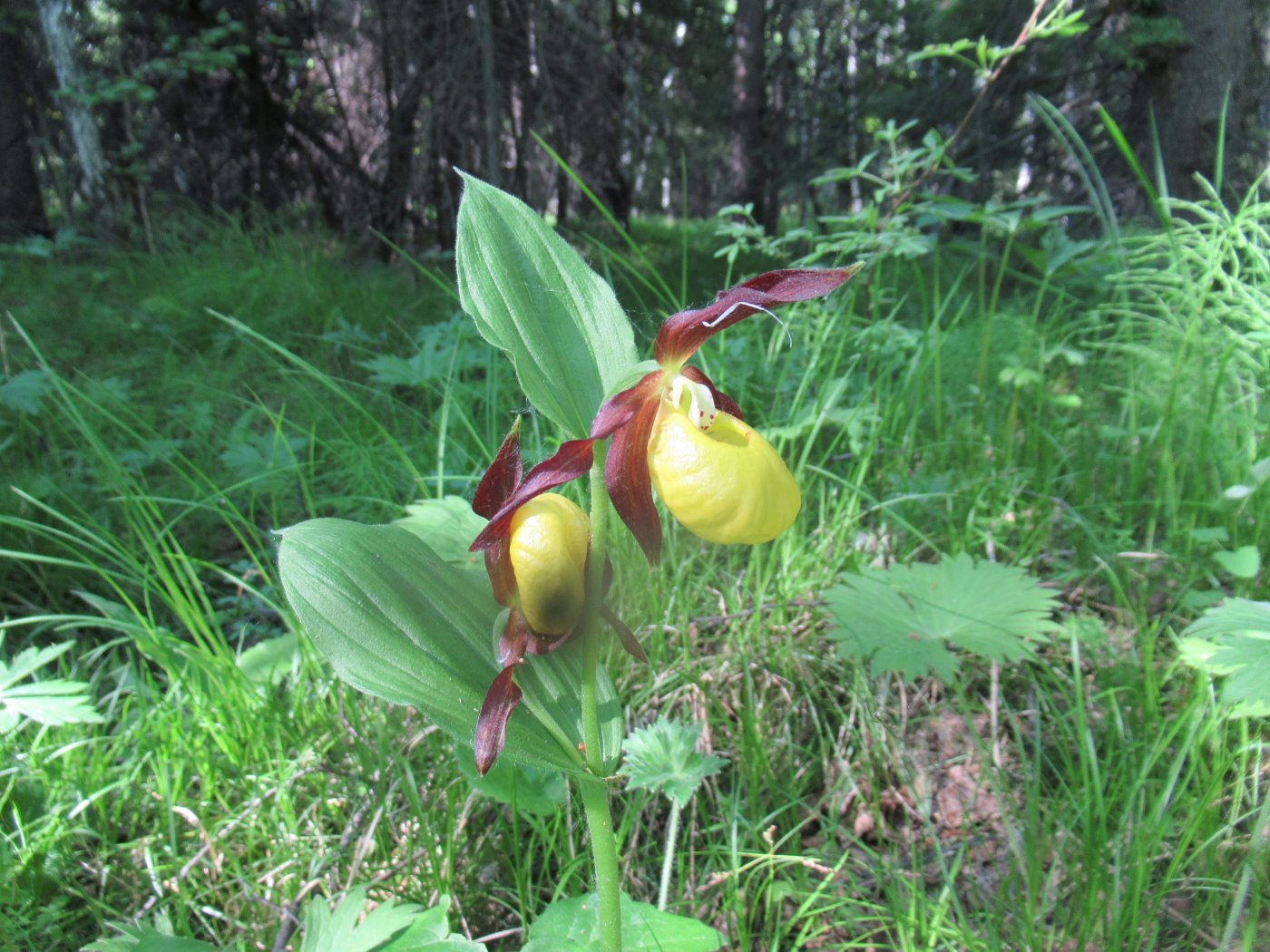 Image of Cypripedium calceolus specimen.