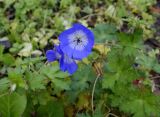 Geranium himalayense. Верхушка цветущего растения. Санкт-Петербург, Центральный р-н, Лиговский проспект, подворье Крестовоздвиженского собора, в культуре. 04.11.2022.