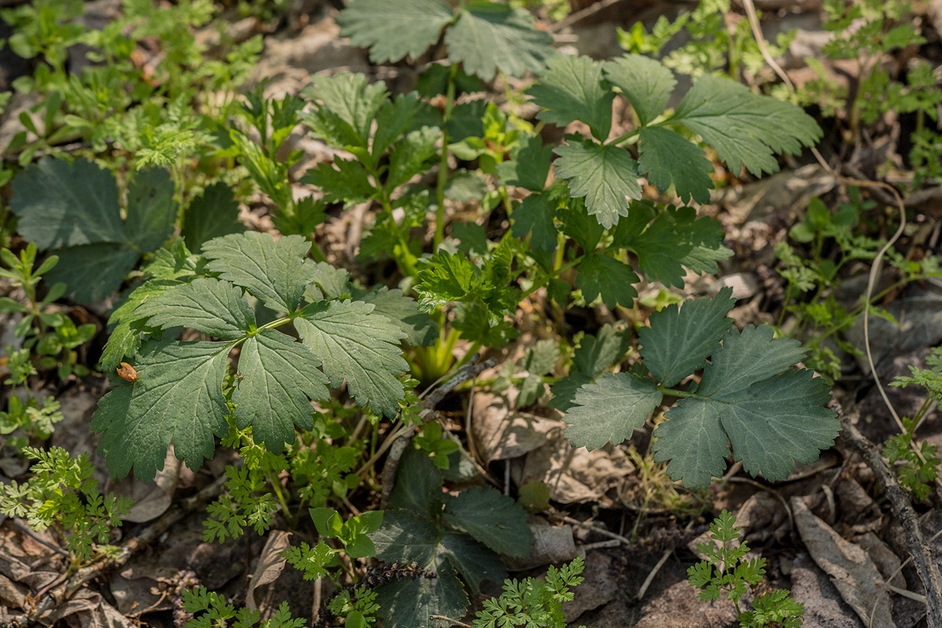 Изображение особи Geum urbanum.