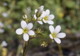 Saxifraga granulata. Соцветие с бутоном, цветущими и отцветшими цветками с налипшим паппусом одуванчика (волоски за верхним из цветков). Испания, автономное сообщество Каталония, провинция Жирона, комарка Ла Гарроча, муниципалитет Сан-Фелиу-де-Пальеролс, 1050 м н.у.м., опушка буково-берёзового леса, разнотравное сообщество на уступе скалы. 19.04.2024.