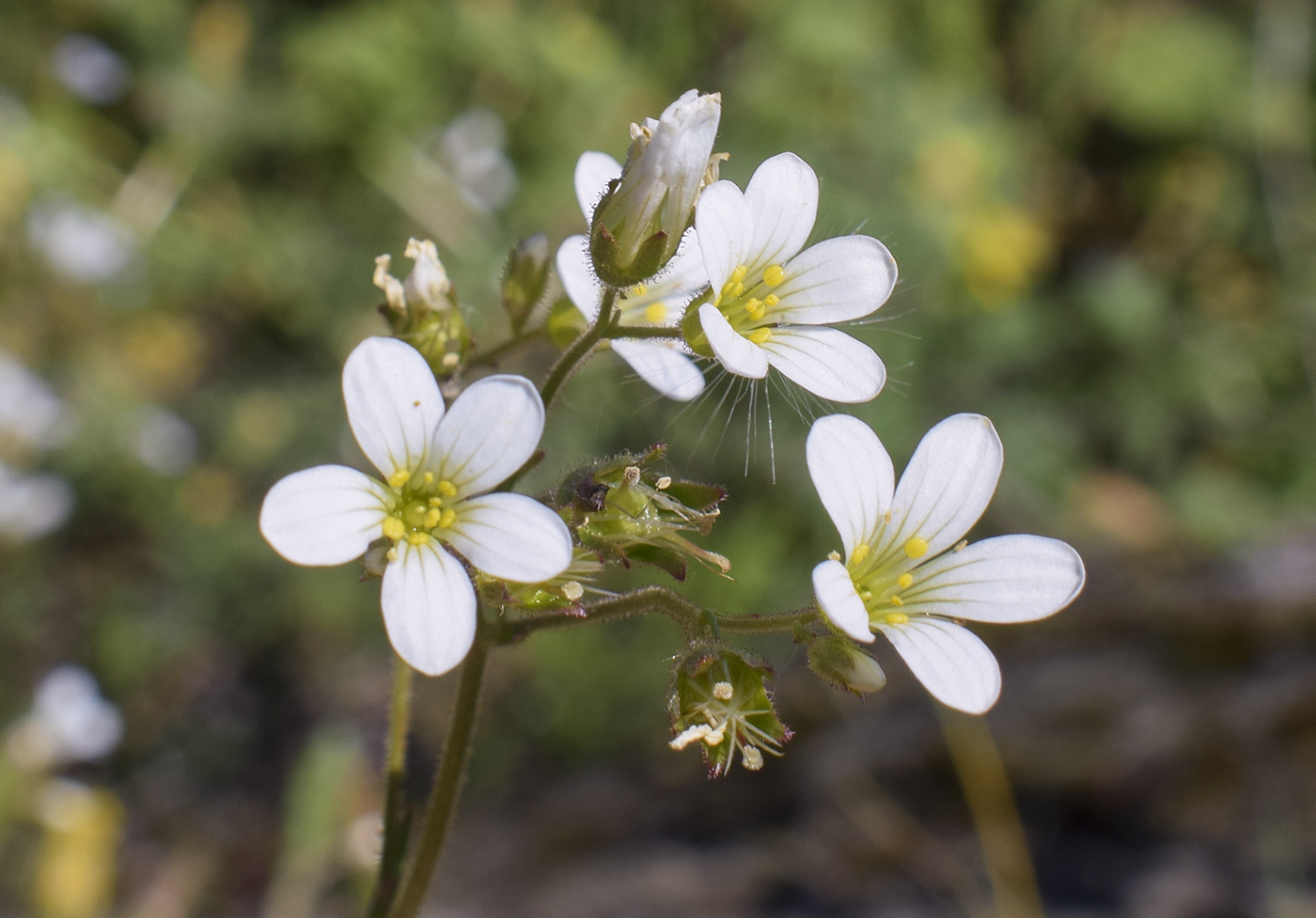 Image of Saxifraga granulata specimen.