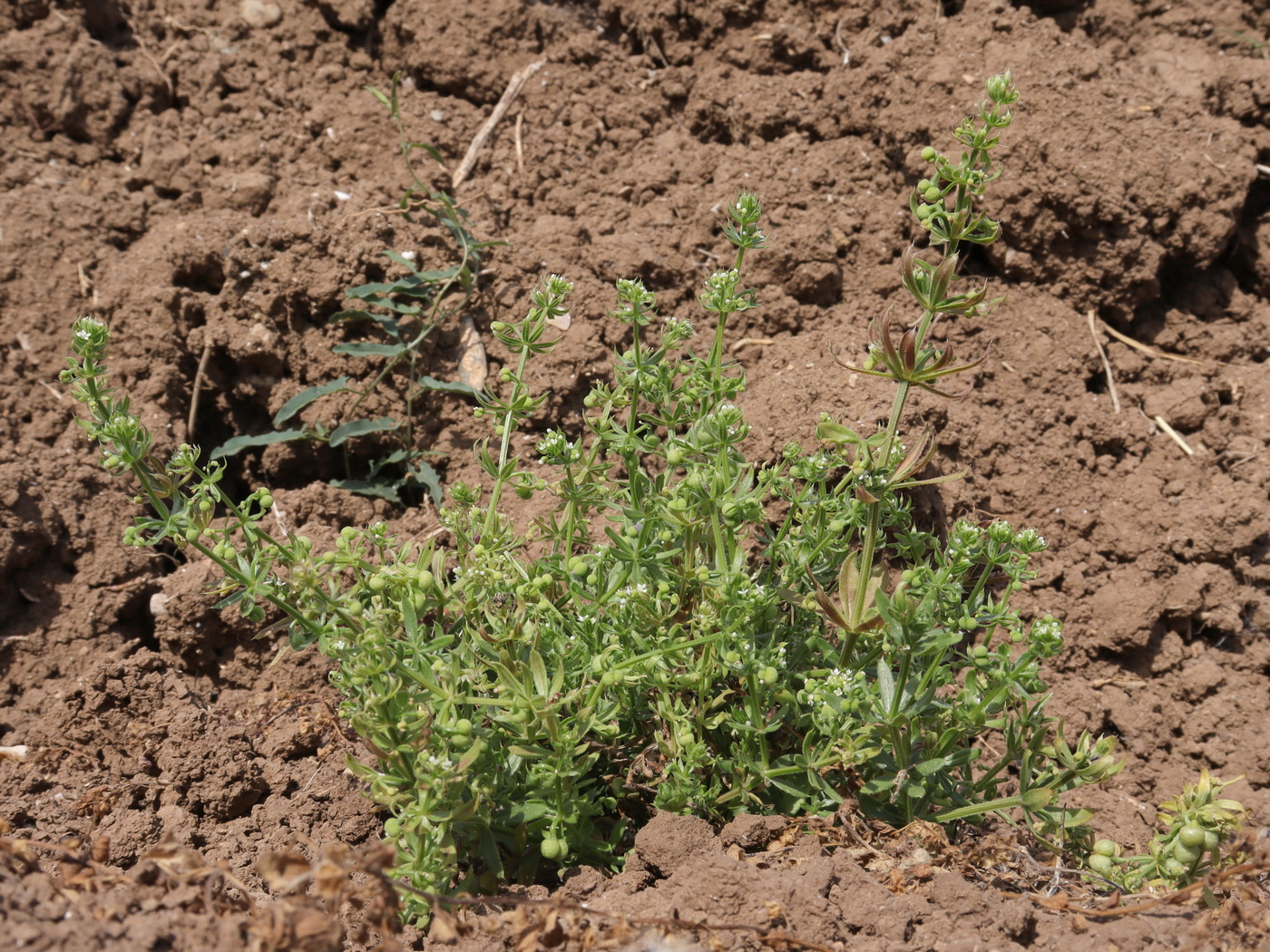 Image of Galium tricornutum specimen.