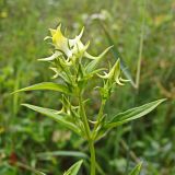 Halenia corniculata