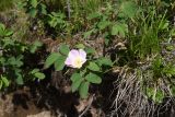 genus Rosa