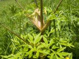 Agasyllis latifolia