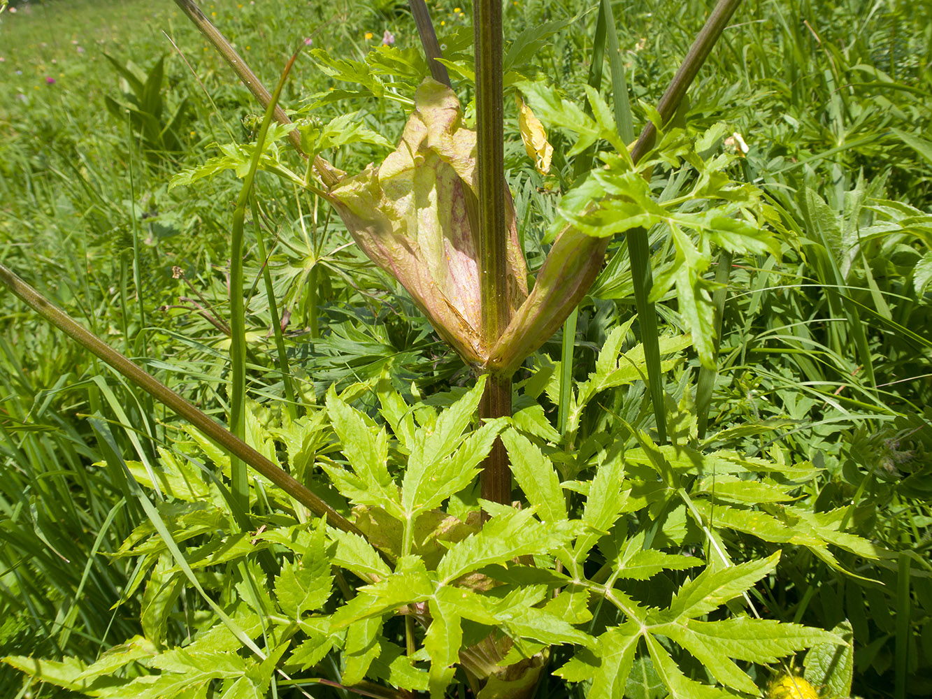 Изображение особи Agasyllis latifolia.