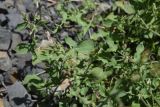Rumex hastifolius