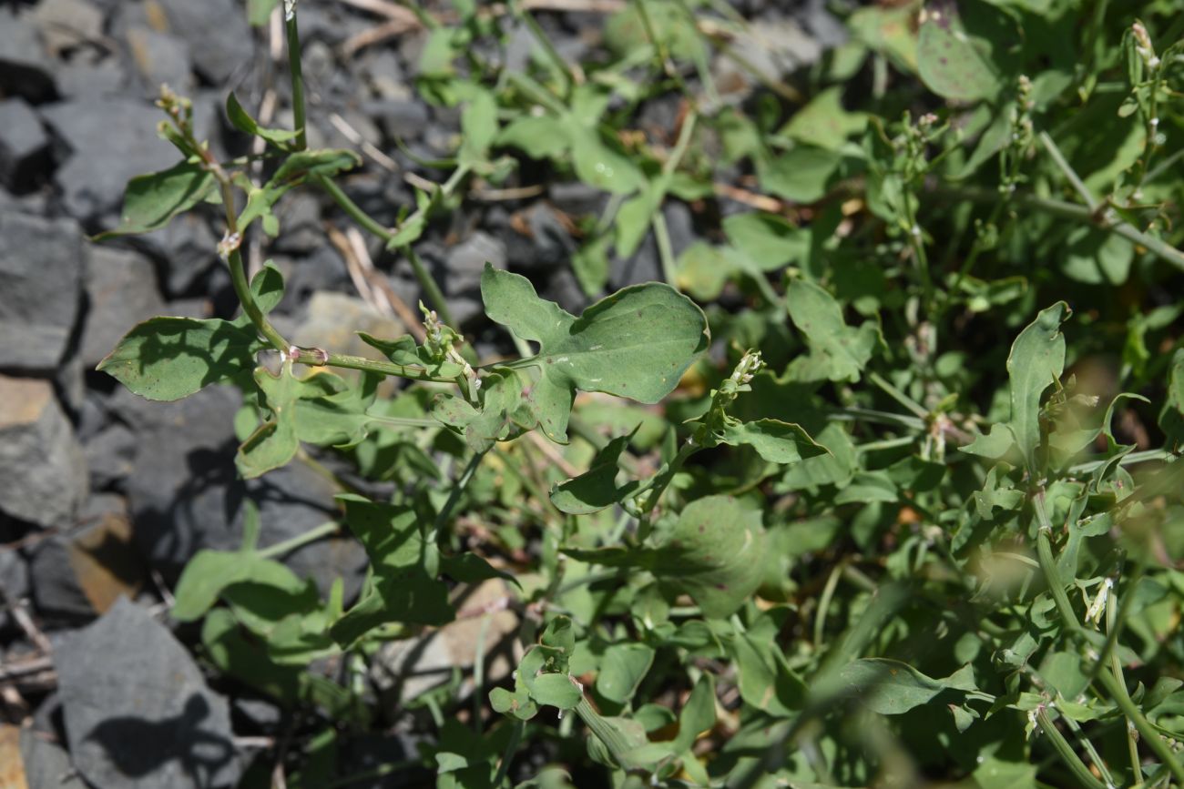 Изображение особи Rumex hastifolius.
