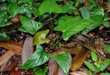 genus Homalomena