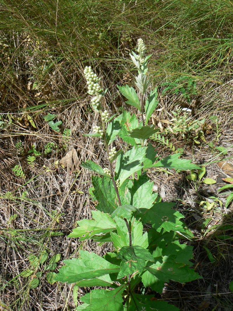 Изображение особи Artemisia keiskeana.