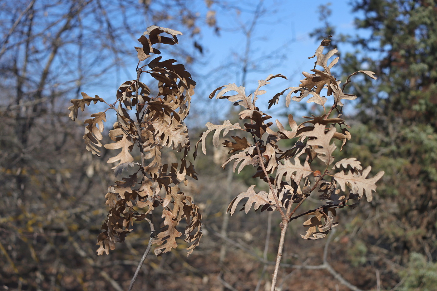 Изображение особи Quercus calcarea.