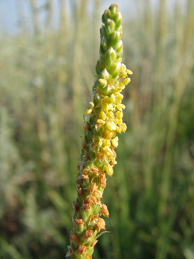 Изображение особи Plantago salsa.