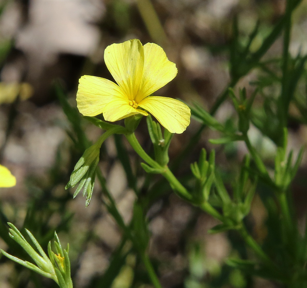 Изображение особи Linum nodiflorum.