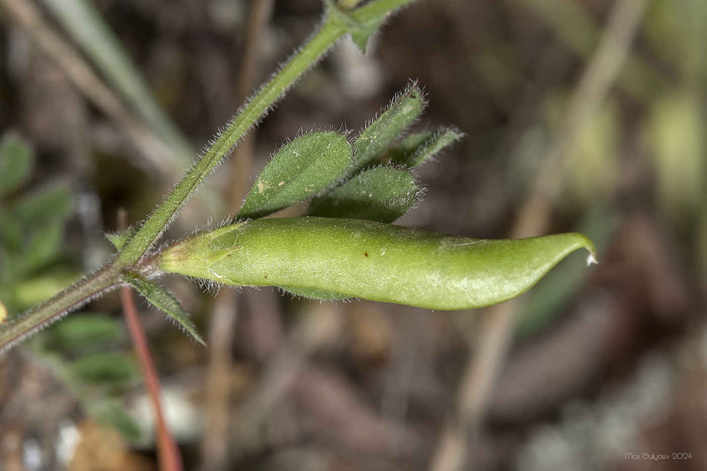 Image of Vicia sativa specimen.