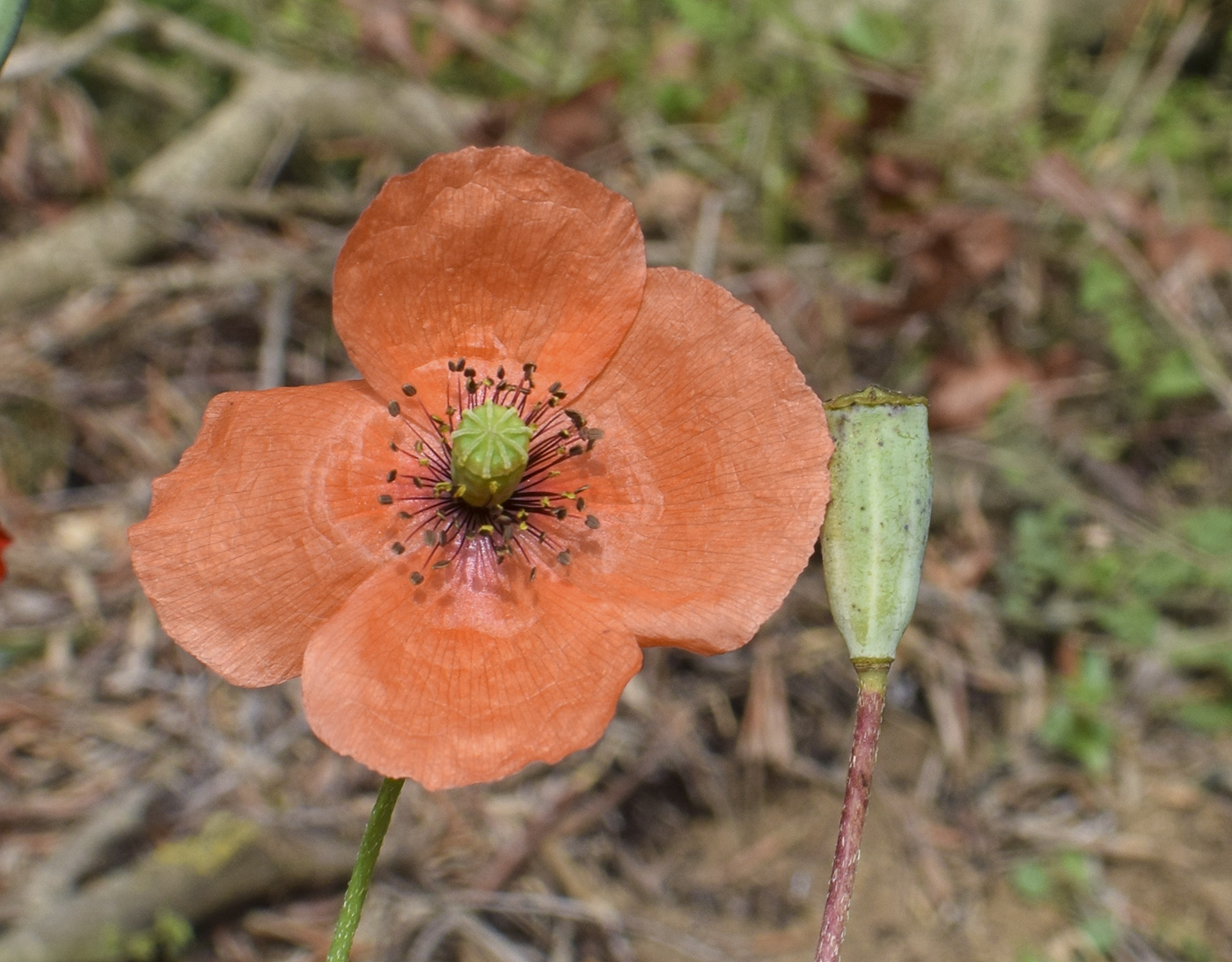 Image of Papaver dubium specimen.