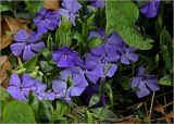 Vinca minor
