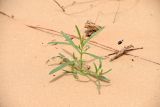 Corispermum hyssopifolium