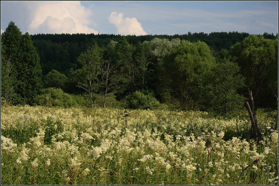 Изображение особи Filipendula ulmaria.