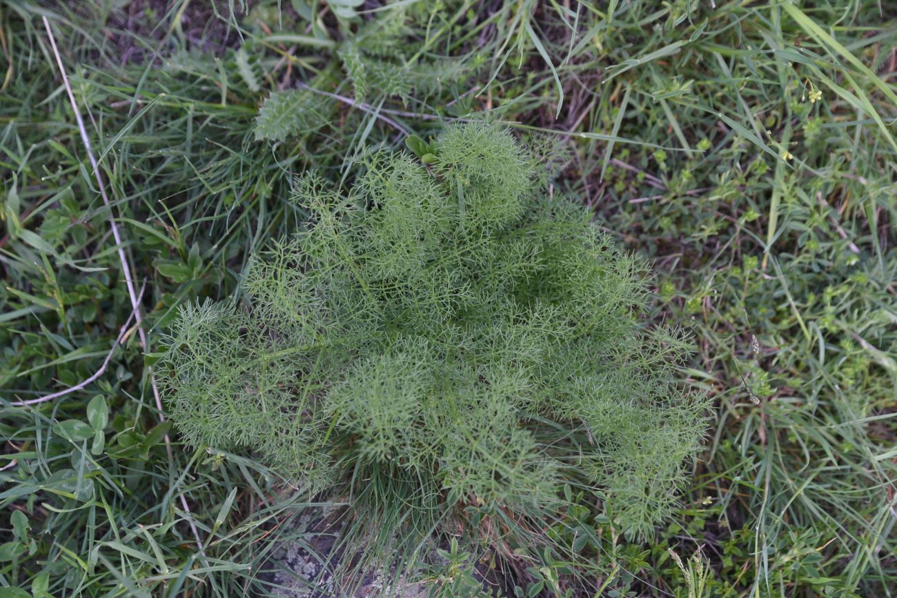Image of familia Apiaceae specimen.