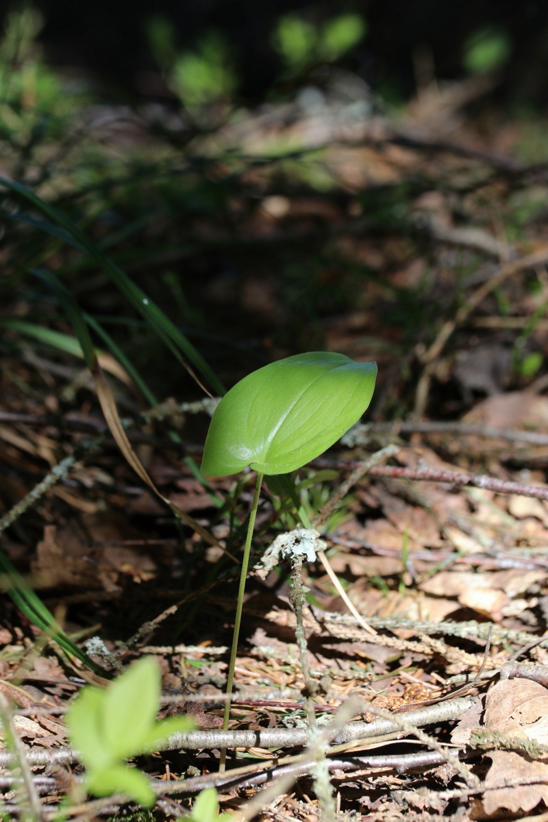 Image of Maianthemum bifolium specimen.