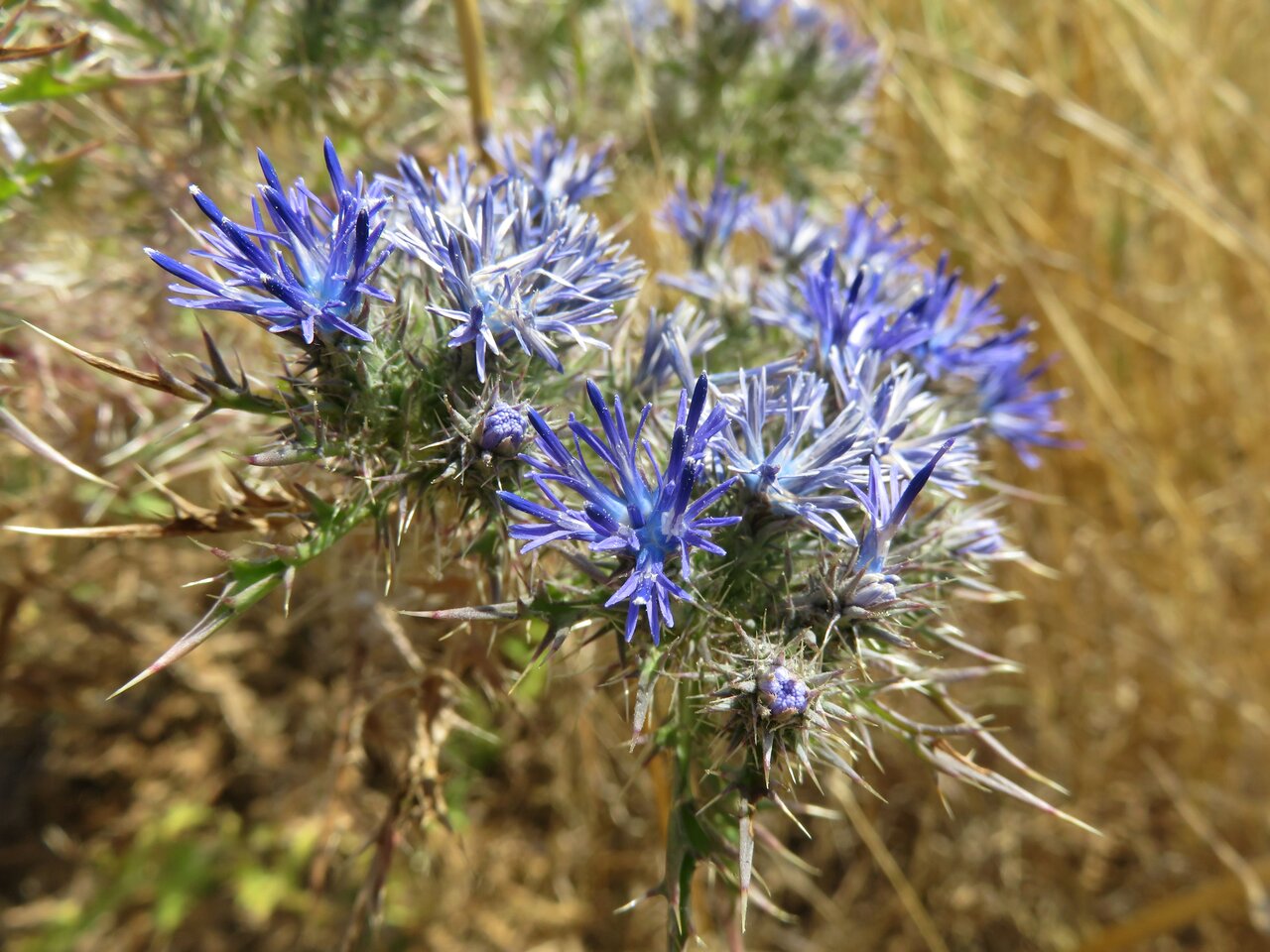 Image of Cardopatium corymbosum specimen.