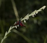 Elytrigia intermedia