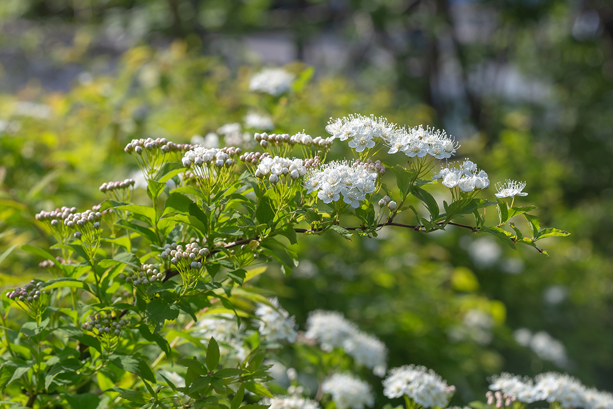 Изображение особи род Spiraea.