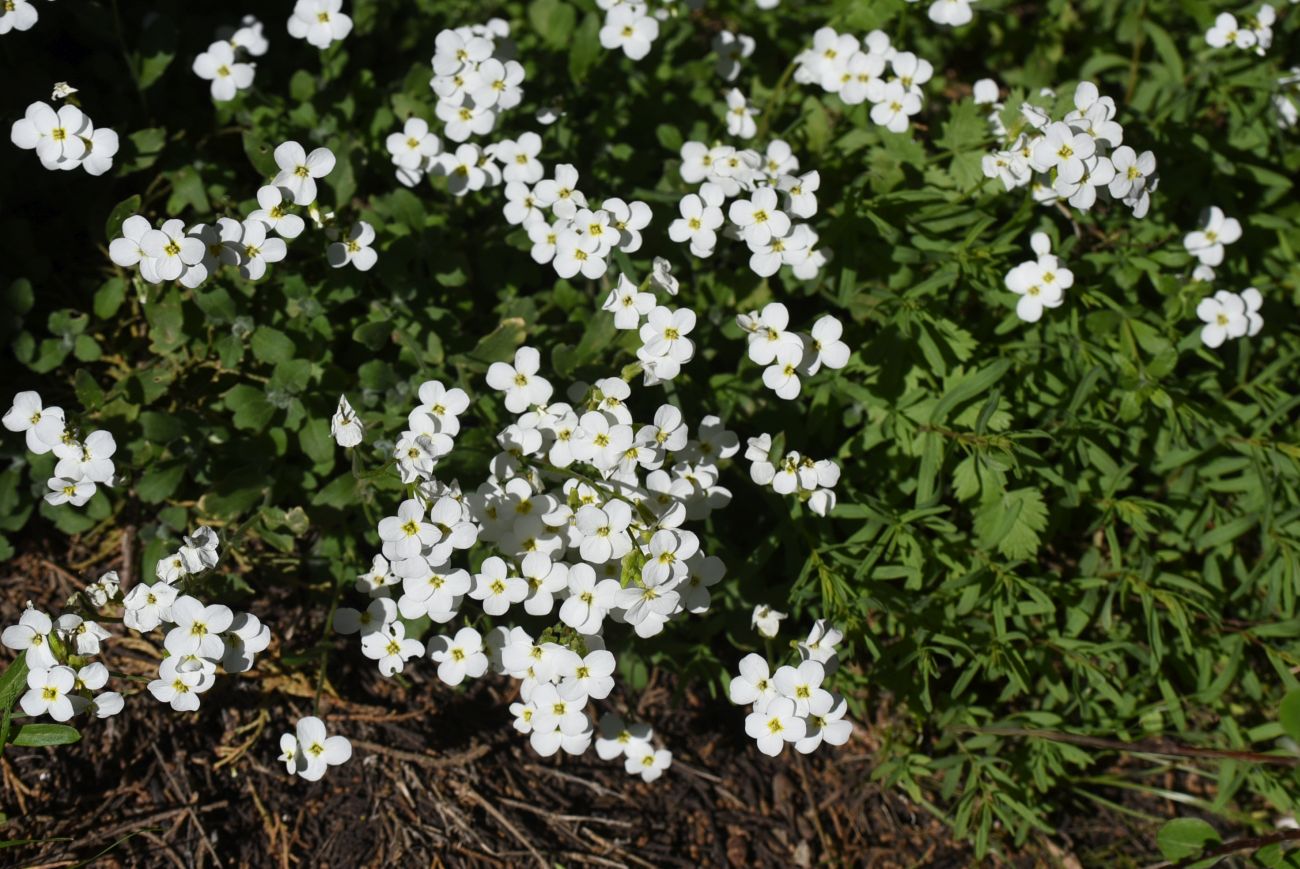 Image of Arabis caucasica specimen.