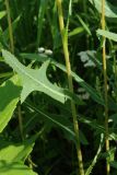 Lactuca serriola. Средние части растений с пазушным генеративным побегом; видна абаксиальная поверхность листа. Псковская обл., Псковский р-н, окр. погоста Выбуты, обочина дороги вдоль берега р. Великая, рудеральная растительность с Artemisia vulgaris и Helianthus tuberosus по краю луга на известняке. 02.08.2025.