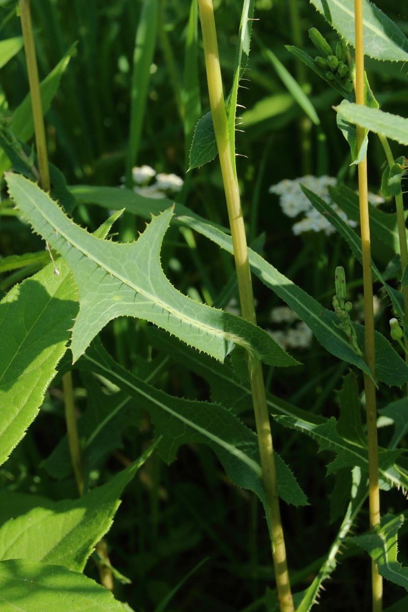 Image of Lactuca serriola specimen.
