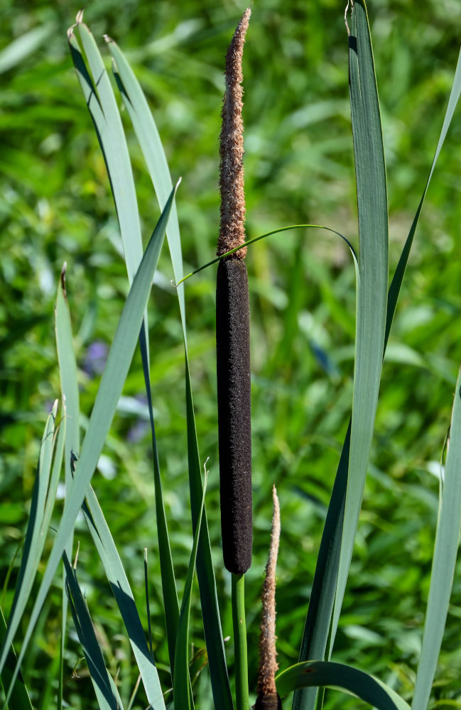 Image of Typha latifolia specimen.