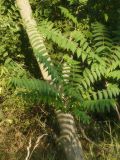 Ailanthus altissima