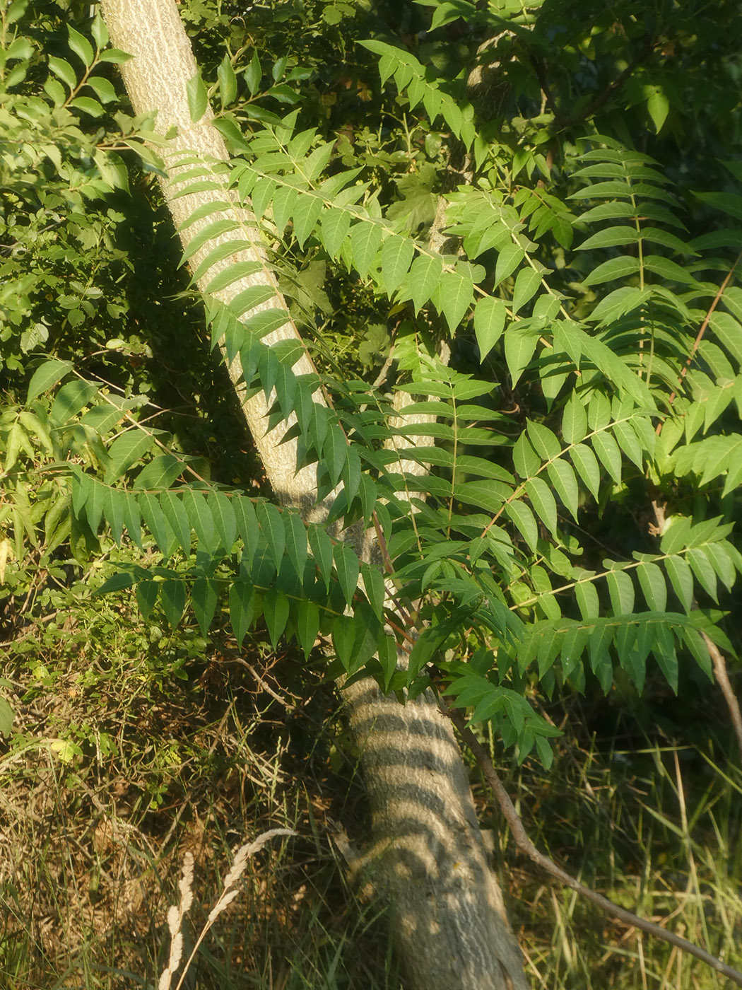 Image of Ailanthus altissima specimen.