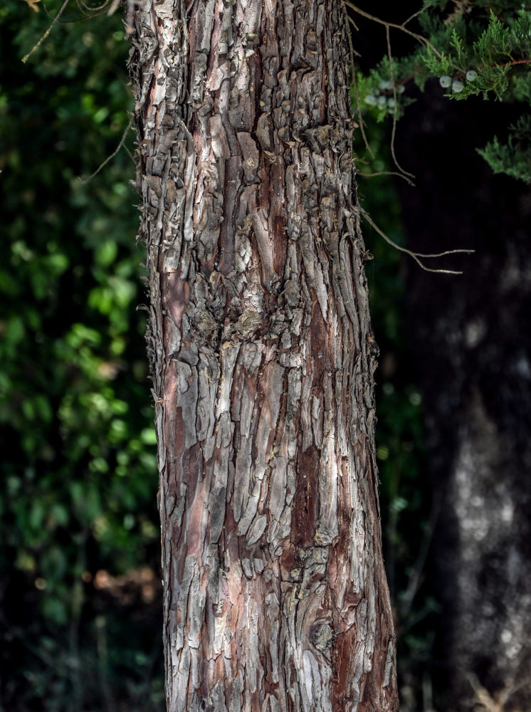 Image of Juniperus chinensis specimen.