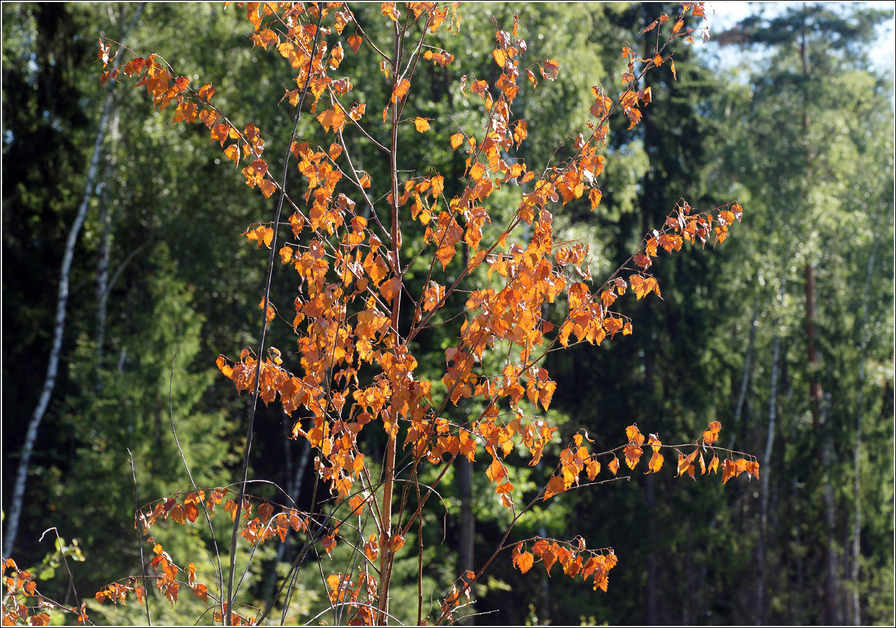 Image of Betula pendula specimen.