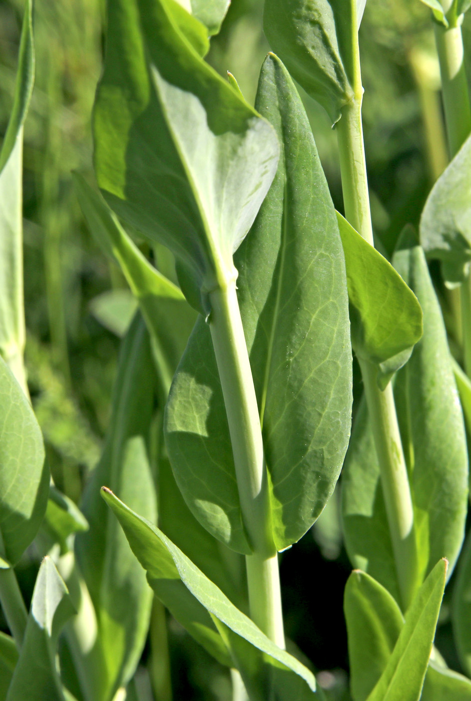 Image of Turritis glabra specimen.