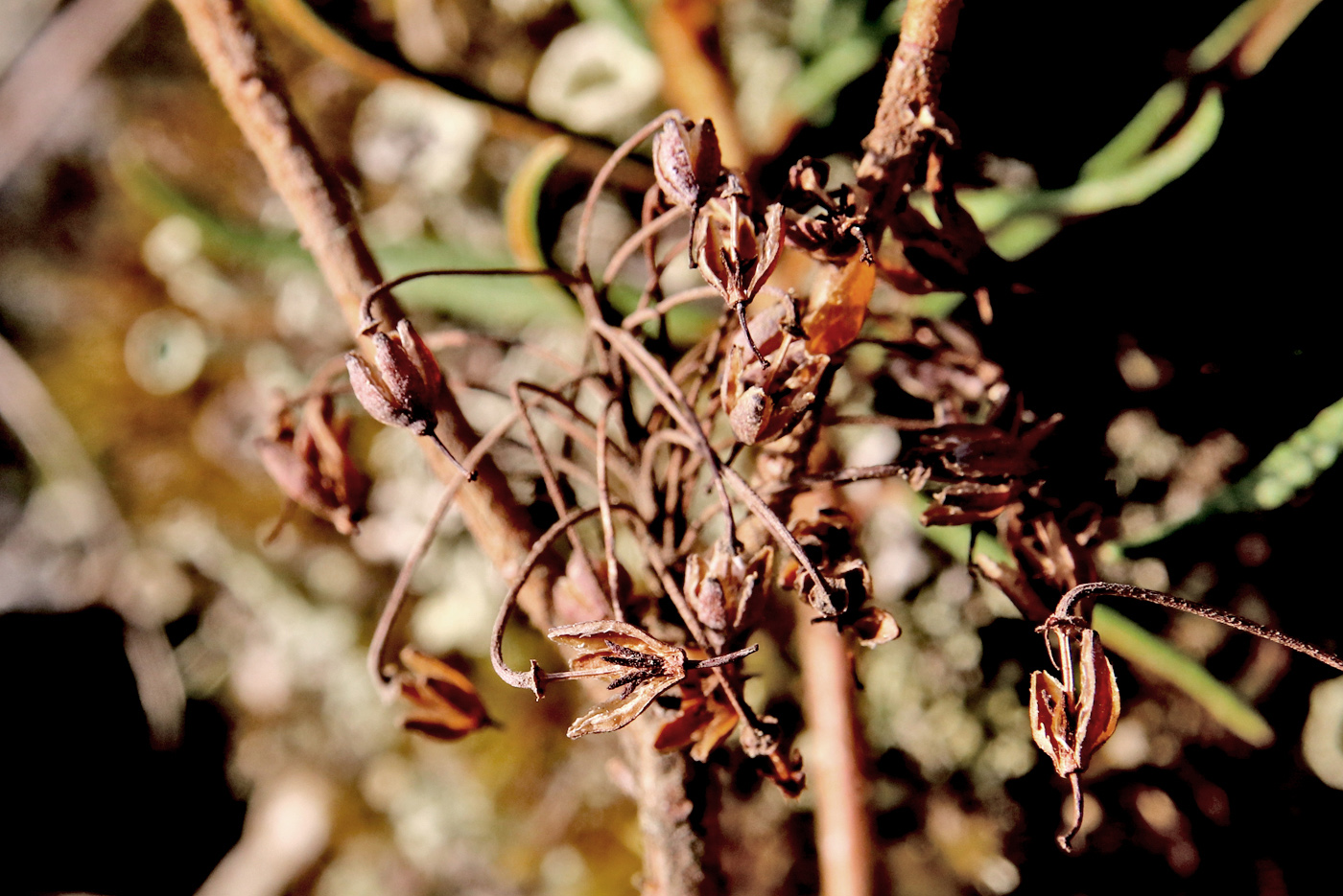 Изображение особи Ledum palustre.
