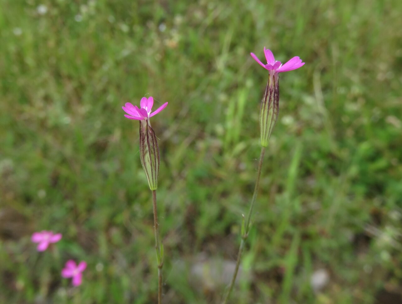 Изображение особи Silene tenuiflora.