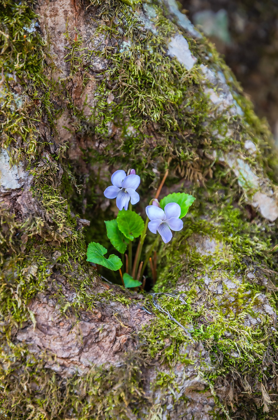 Image of genus Viola specimen.