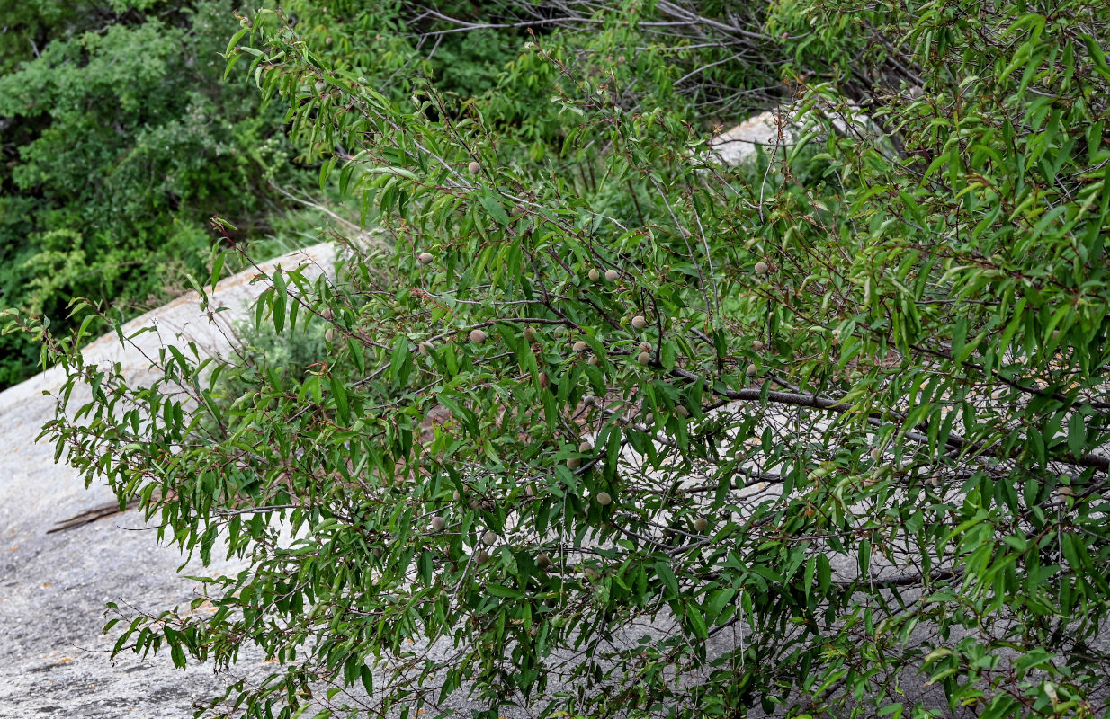 Image of Armeniaca davidiana specimen.